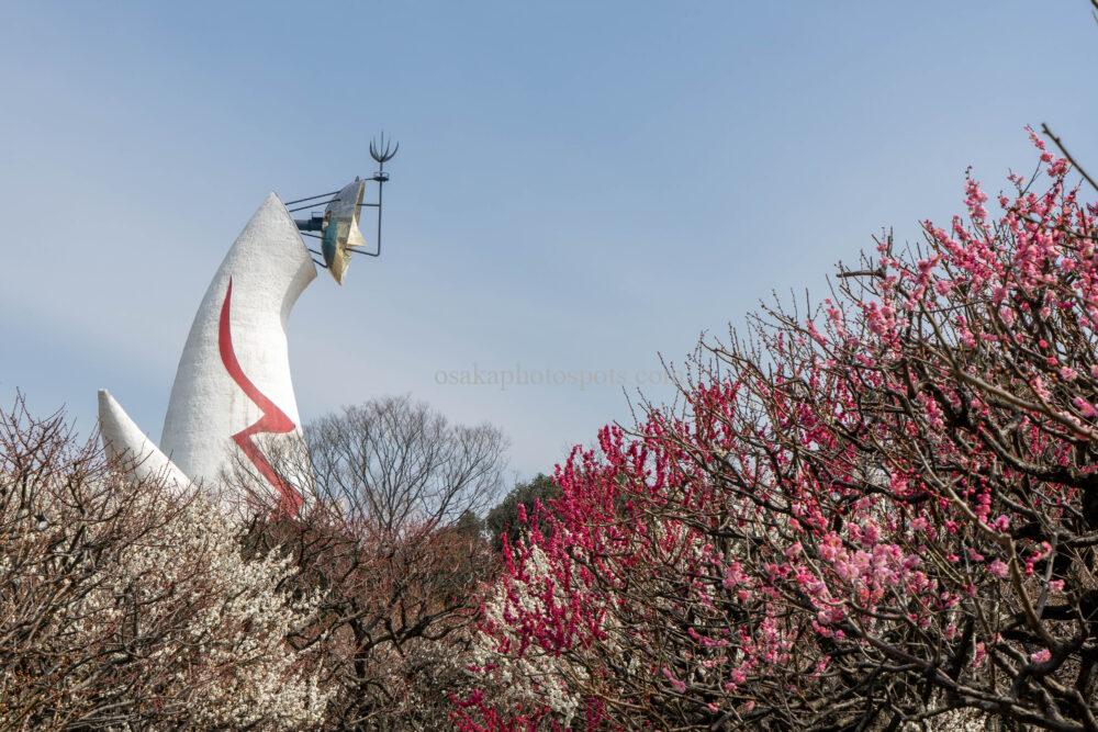 万博記念公園の梅林