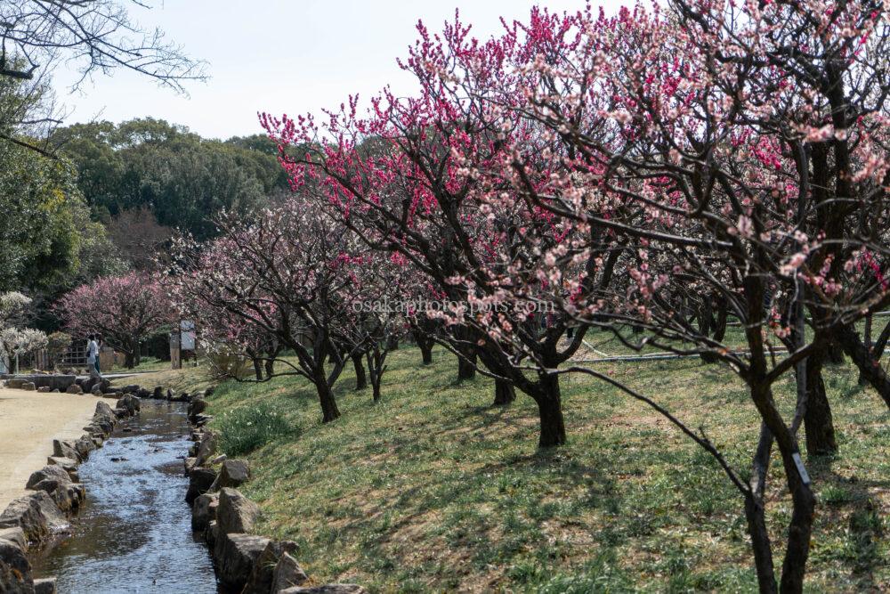 万博記念公園の梅林