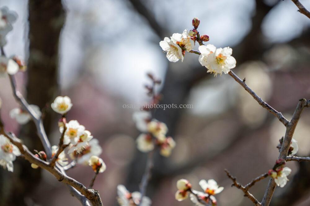 万博記念公園の梅林