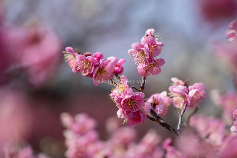 万博記念公園の梅林