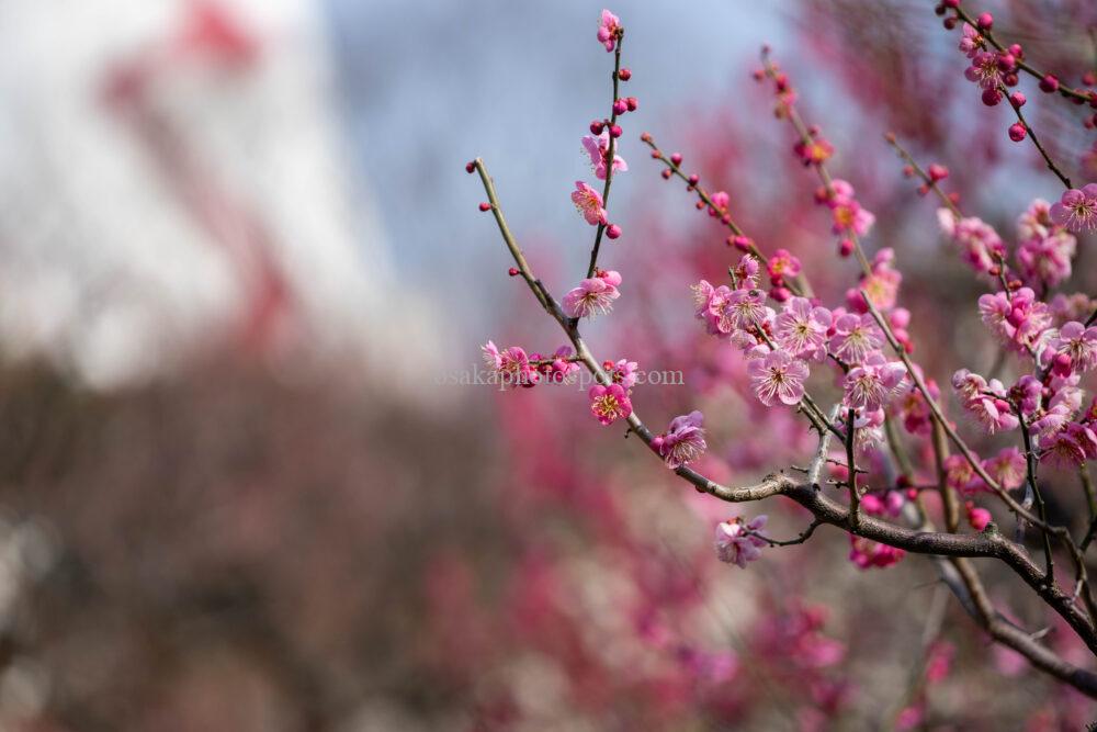 万博記念公園の梅林