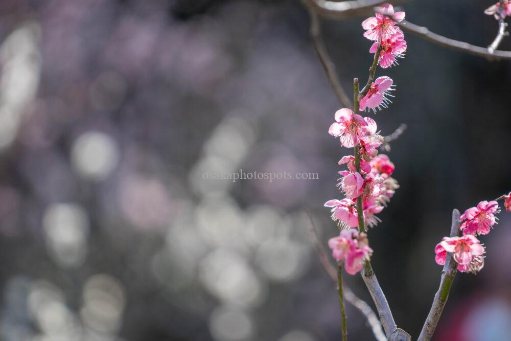 万博記念公園の梅林