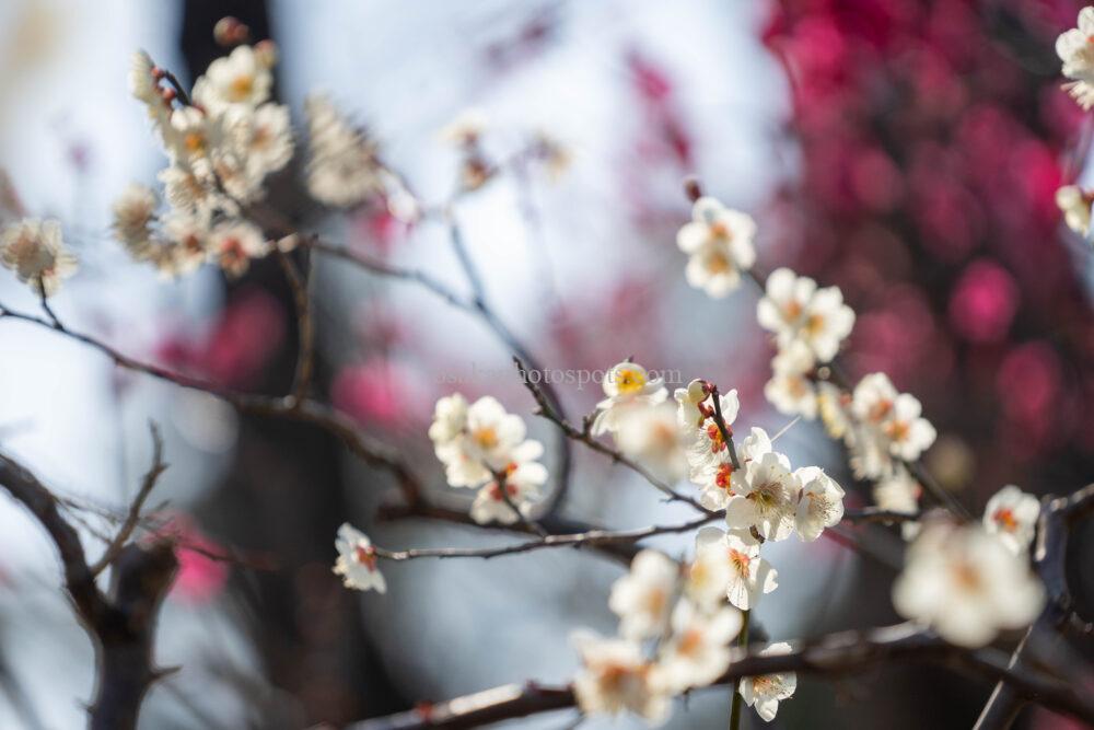 万博記念公園の梅林