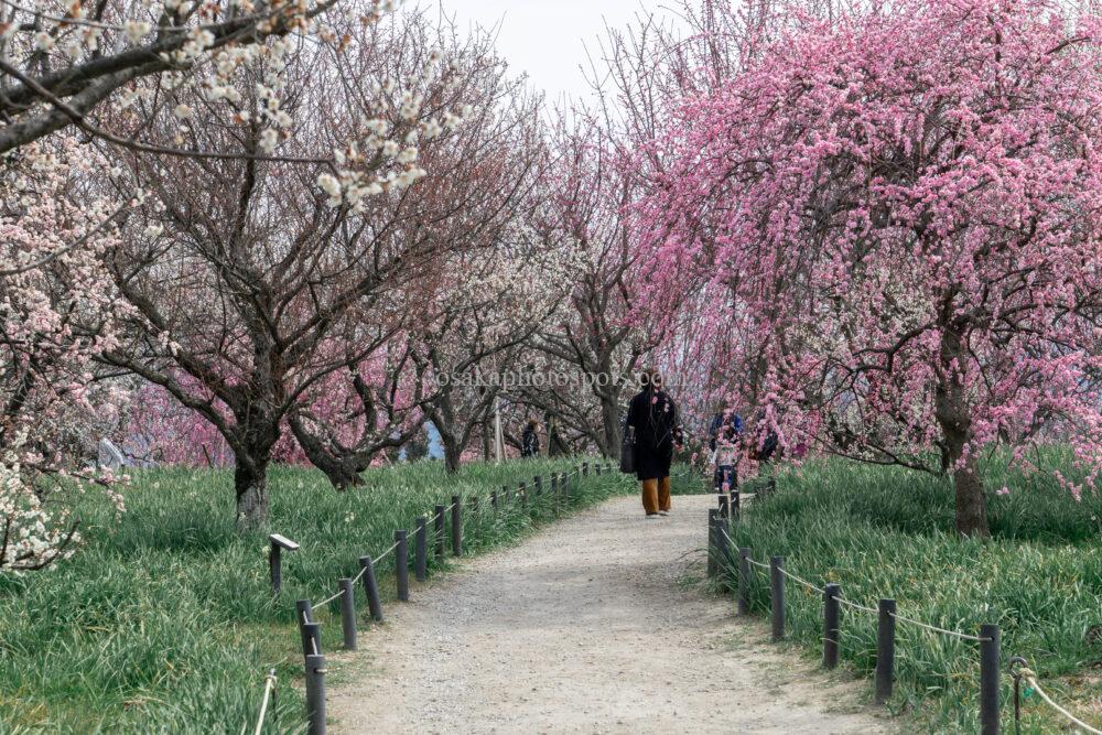 和泉リサイクル環境公園の梅林