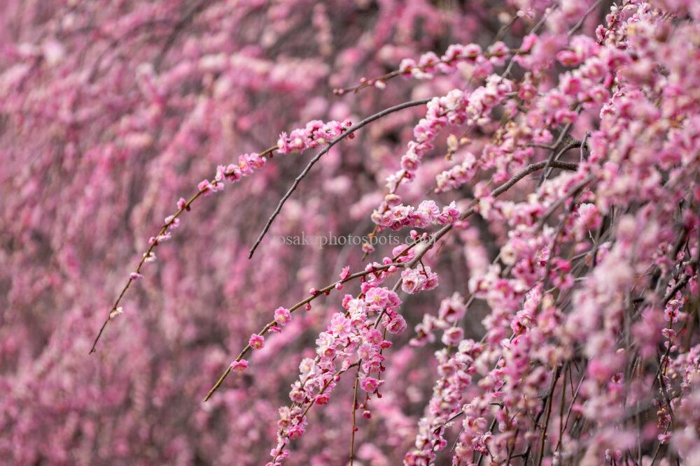 和泉リサイクル環境公園の梅林