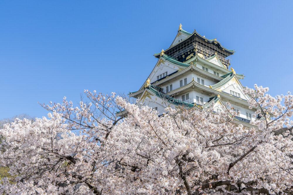 大阪城公園の桜