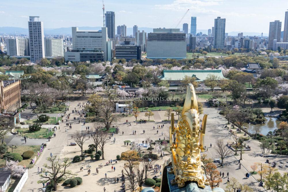 大阪城公園の桜
