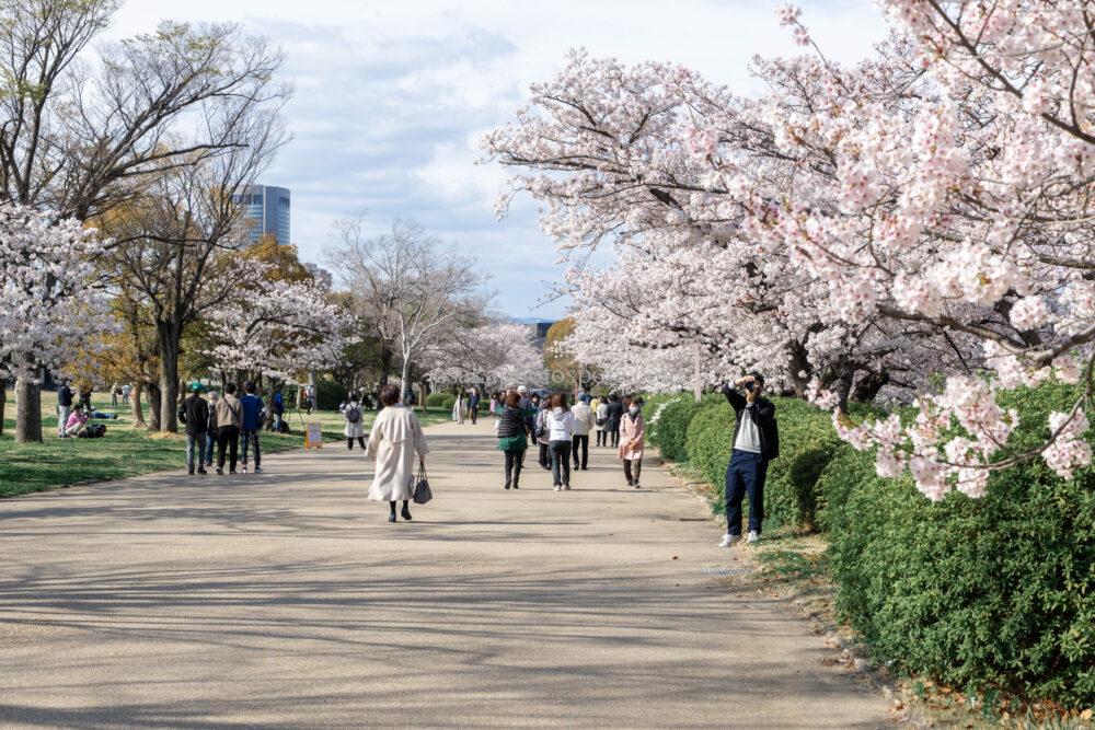 大阪城公園の桜