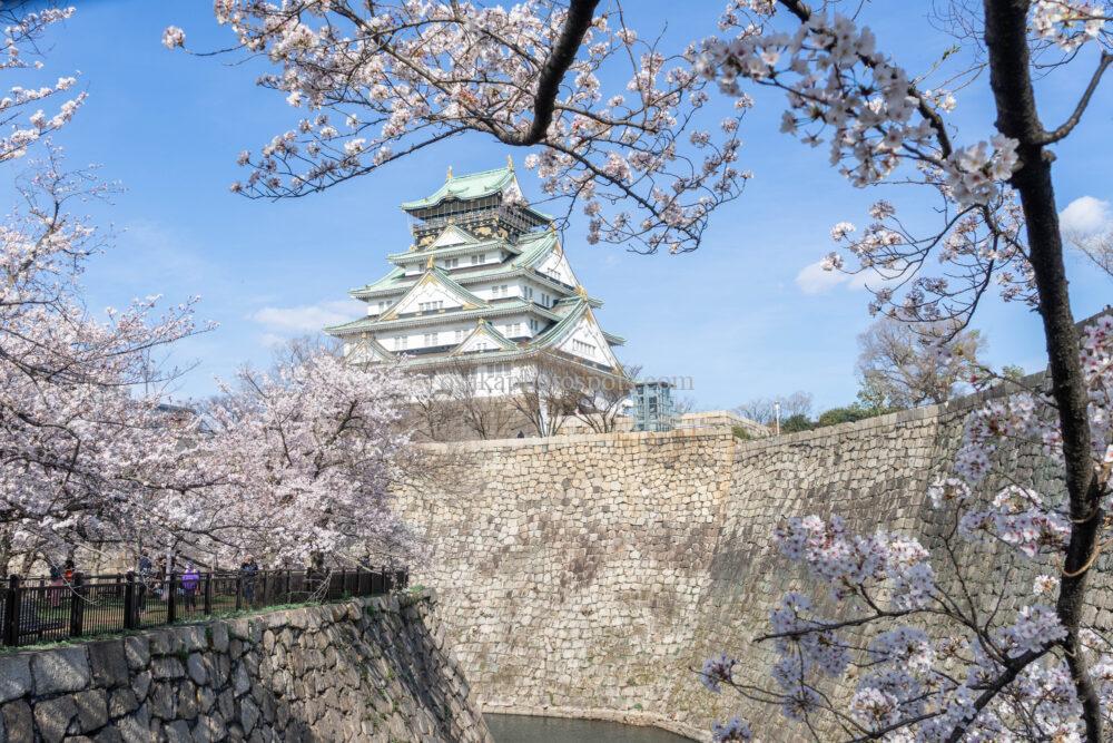 大阪城公園の桜