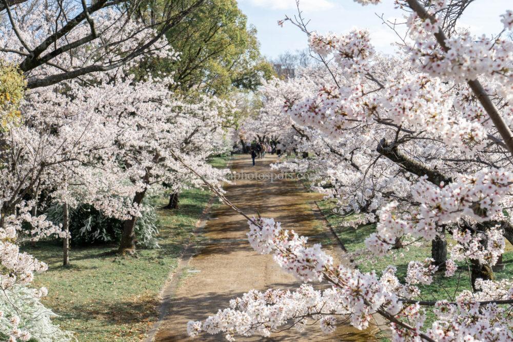 大阪城公園の桜