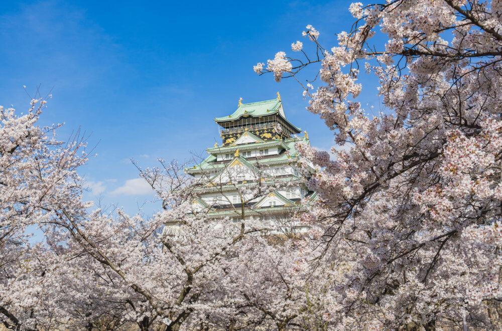 大阪城公園の桜