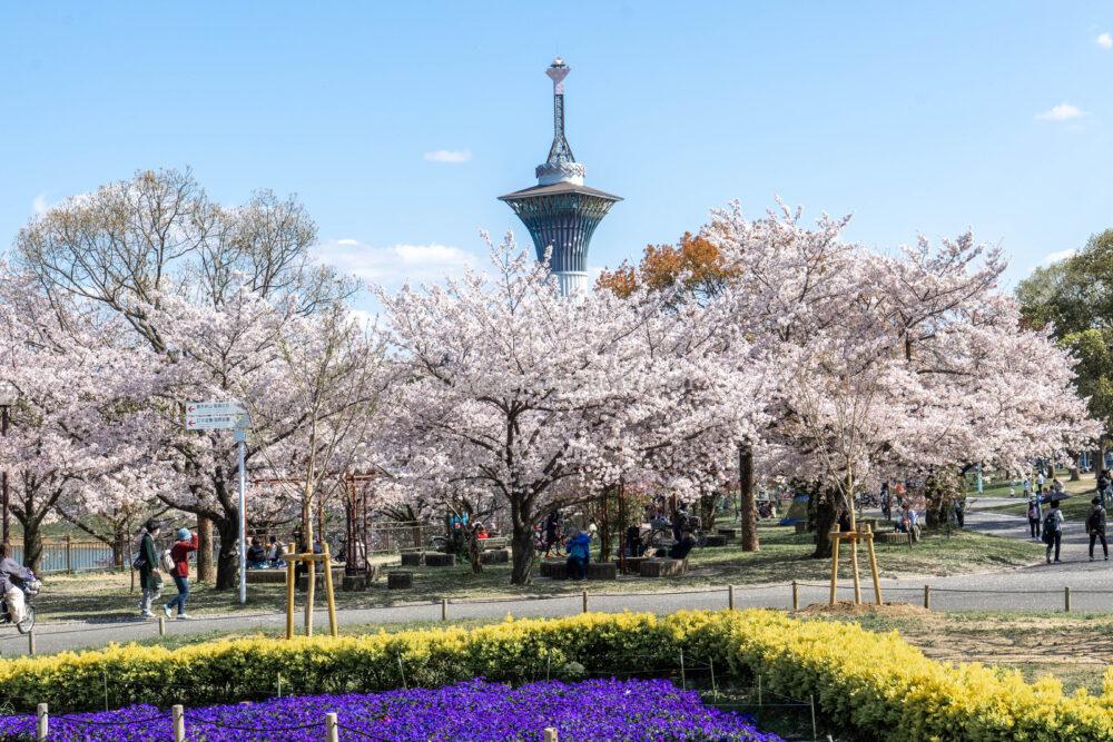 花博記念公園鶴見緑地の桜