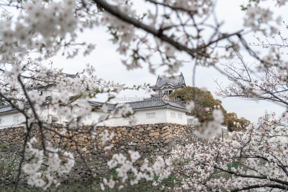 岸和田城の桜