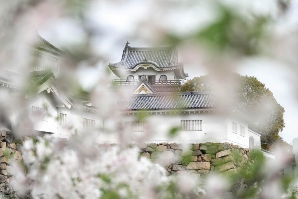岸和田城の桜