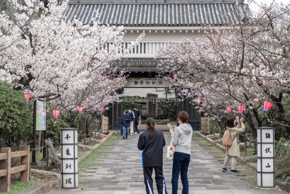 岸和田城の桜