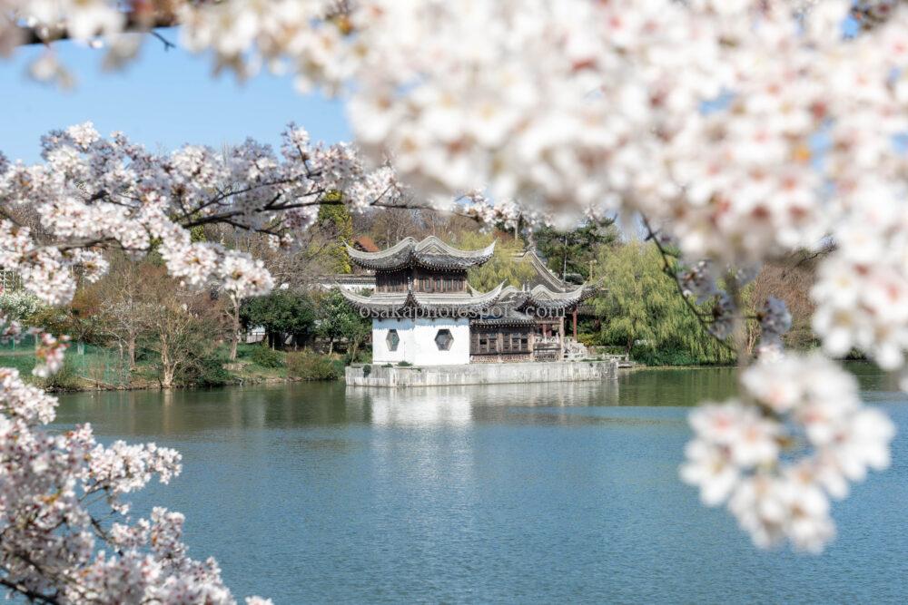 花博記念公園鶴見緑地の桜