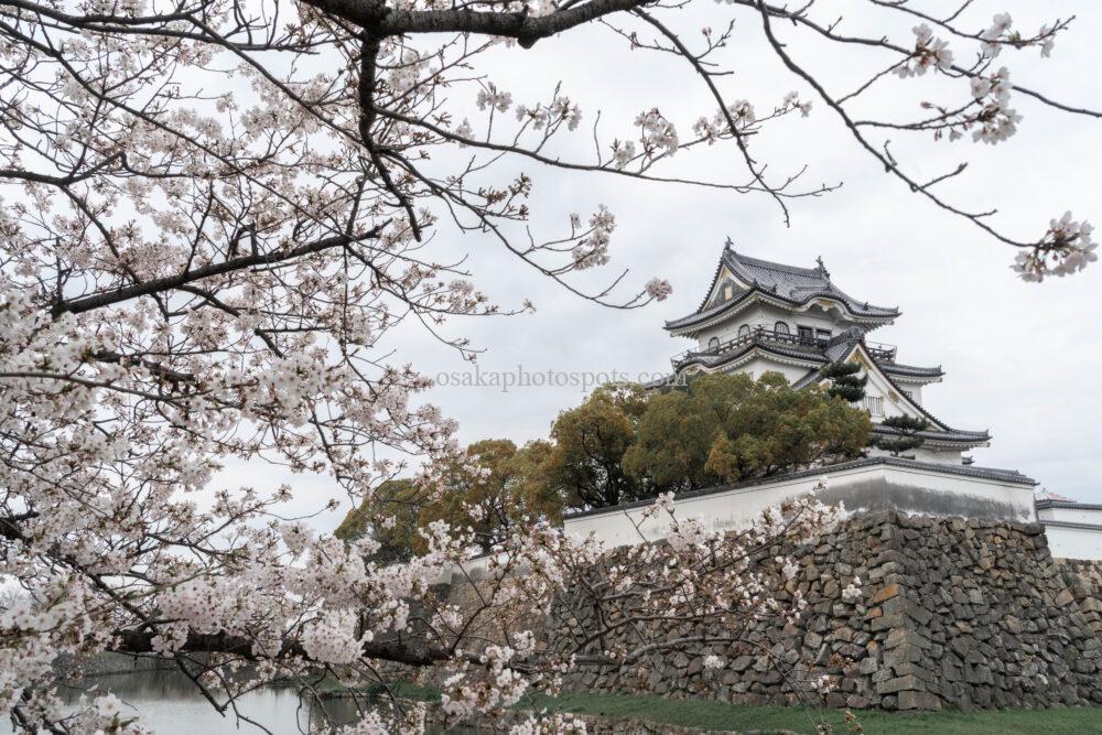 岸和田城の桜