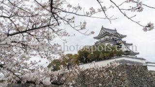 岸和田城の桜|岸和田市