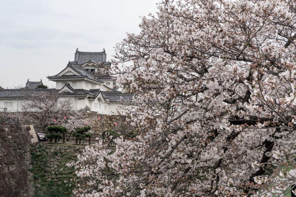岸和田城の桜