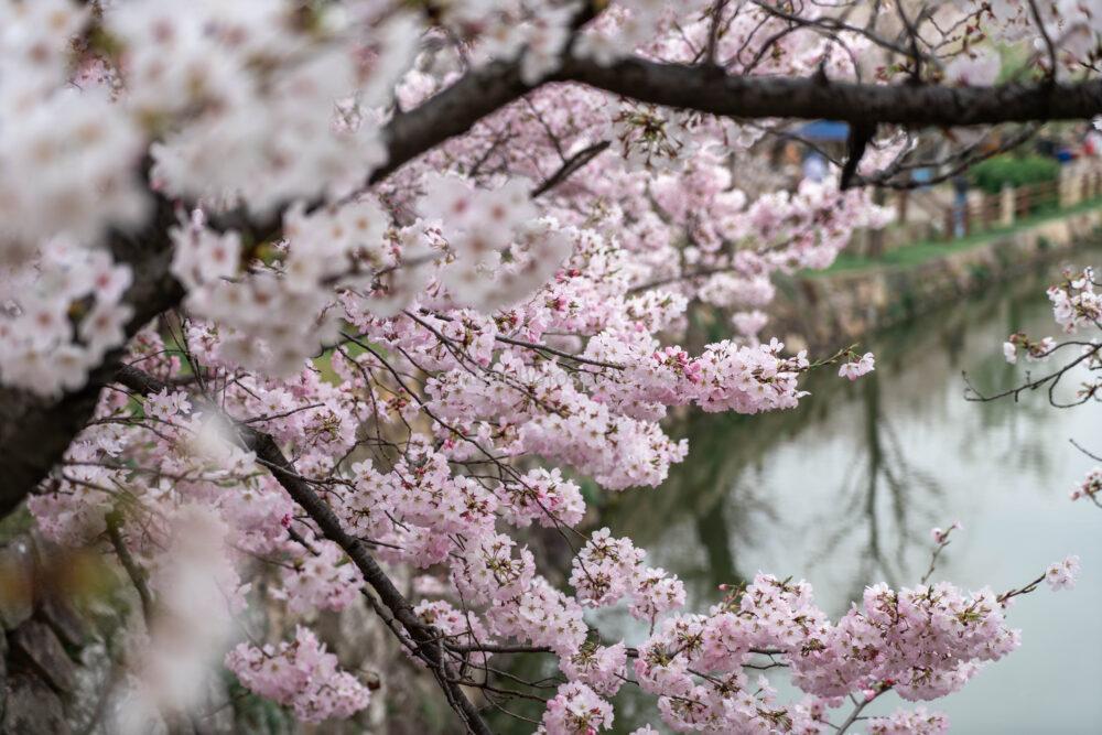 岸和田城の桜