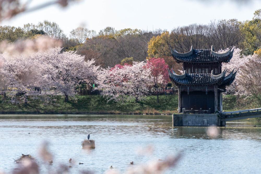 花博記念公園鶴見緑地の桜