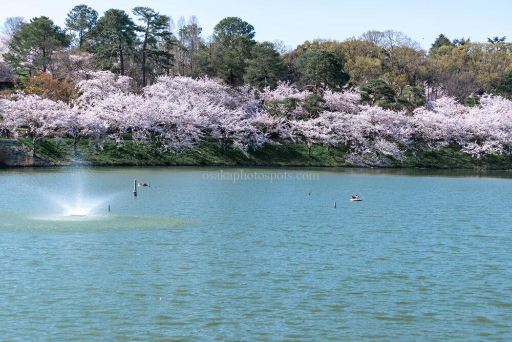 花博記念公園鶴見緑地の桜