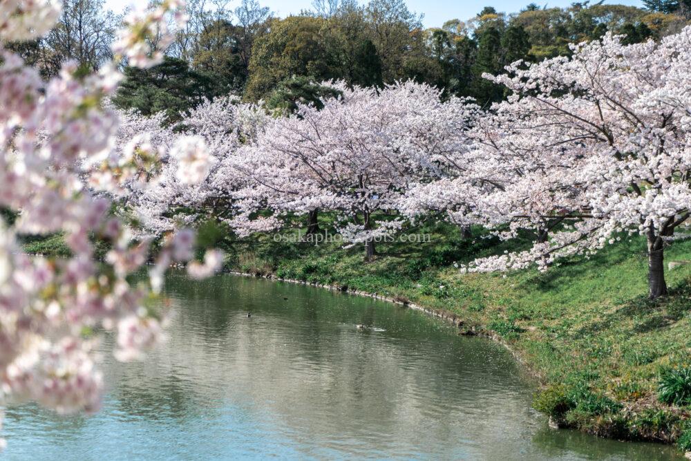 花博記念公園鶴見緑地の桜