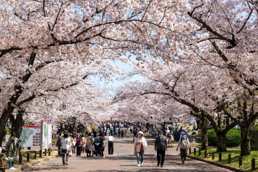 万博記念公園の桜