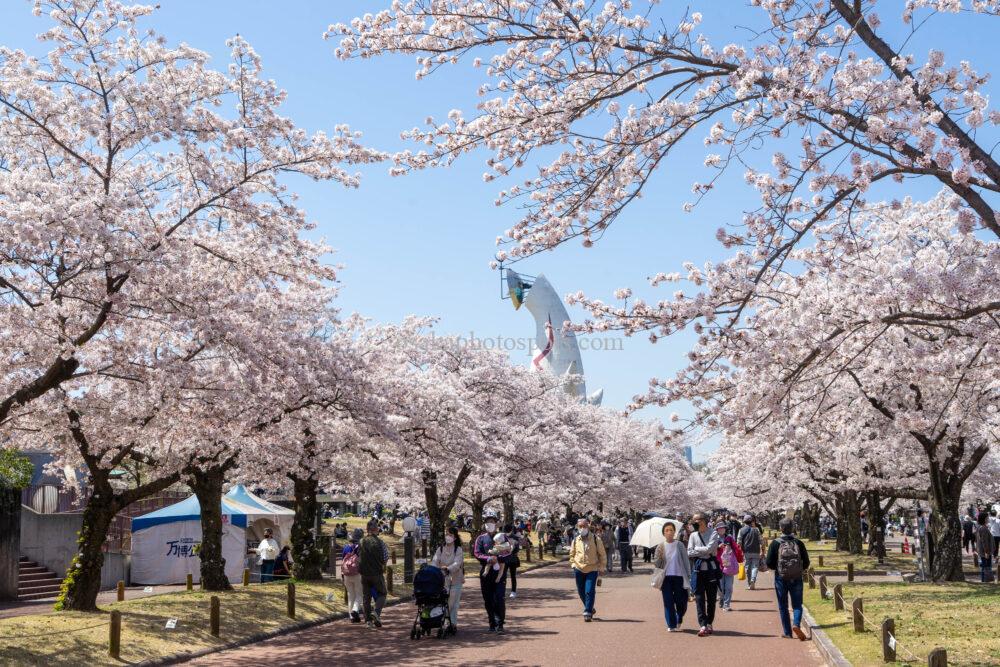 万博記念公園の桜
