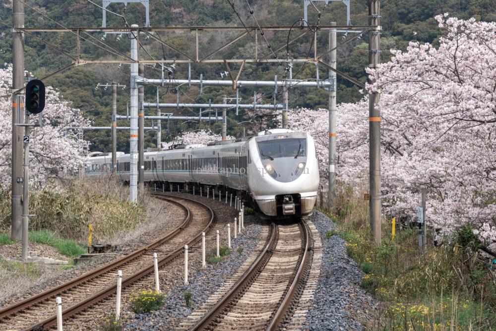 山中渓の桜