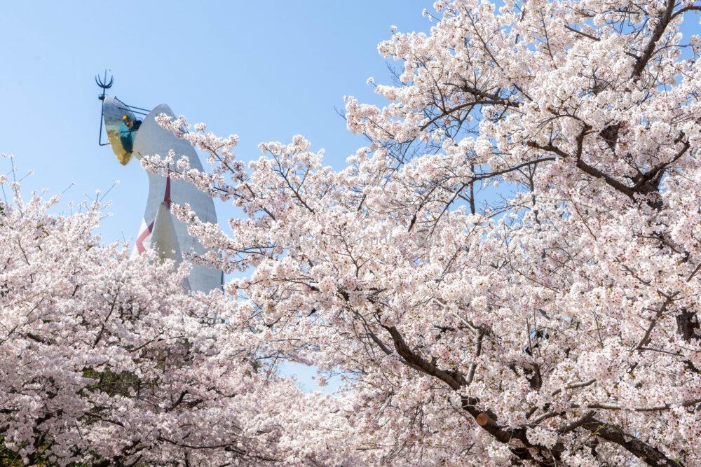 万博記念公園の桜