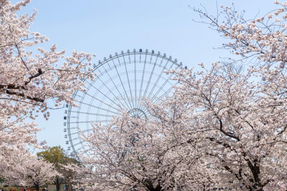 万博記念公園の桜