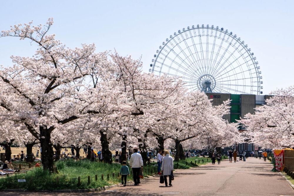 万博記念公園の桜