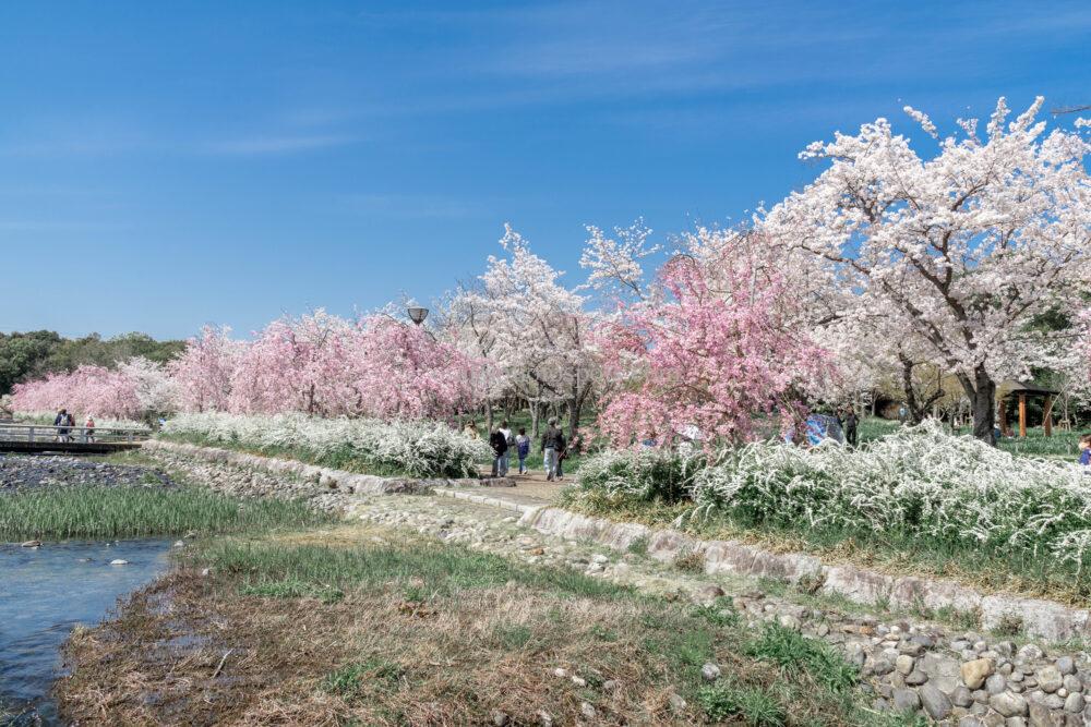万博記念公園の桜