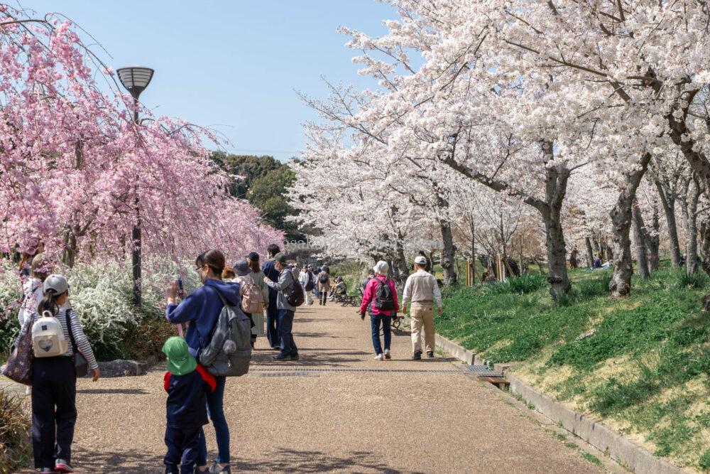 万博記念公園の桜