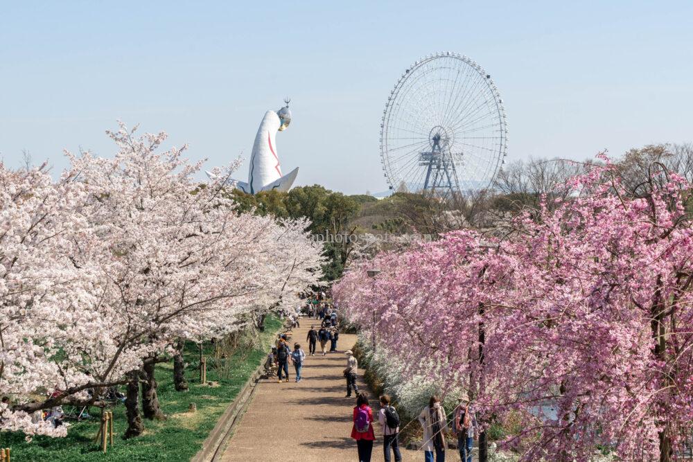 万博記念公園の桜