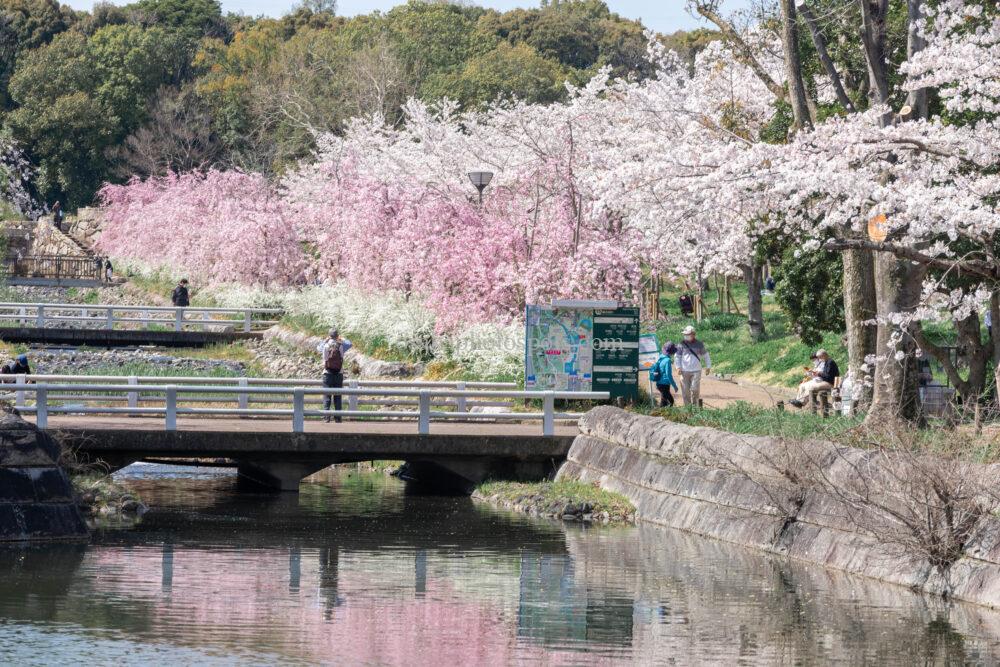 万博記念公園の桜