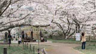 永楽ダムの桜|熊取町