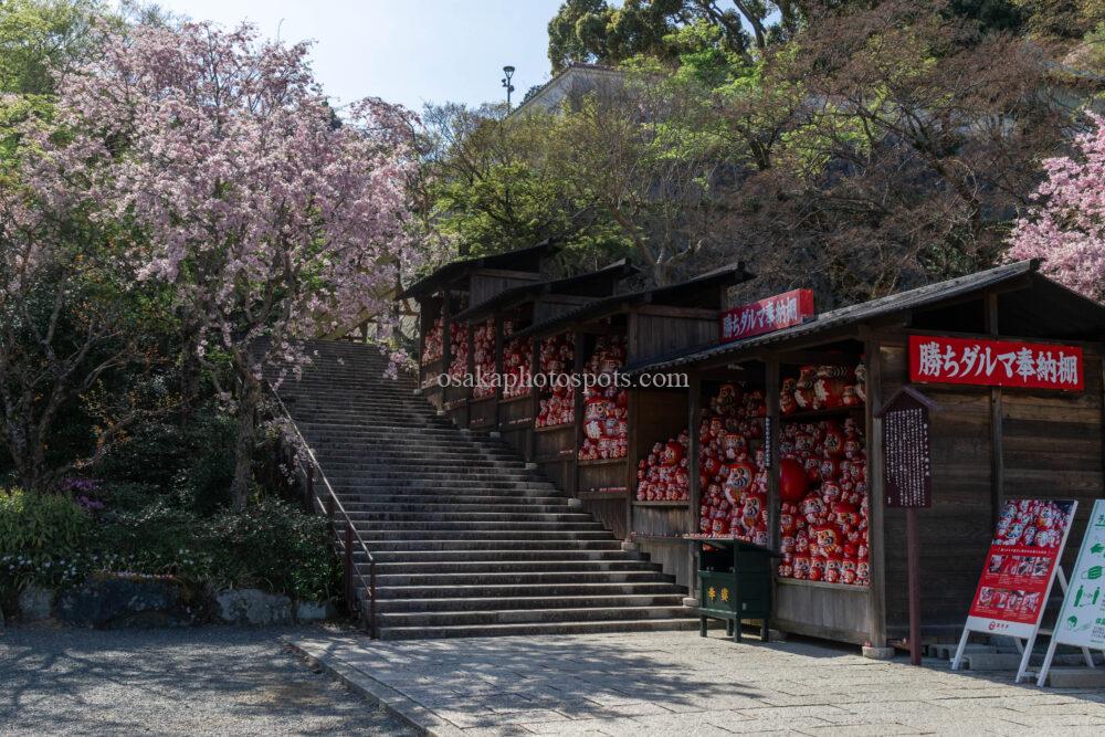 勝尾寺の桜