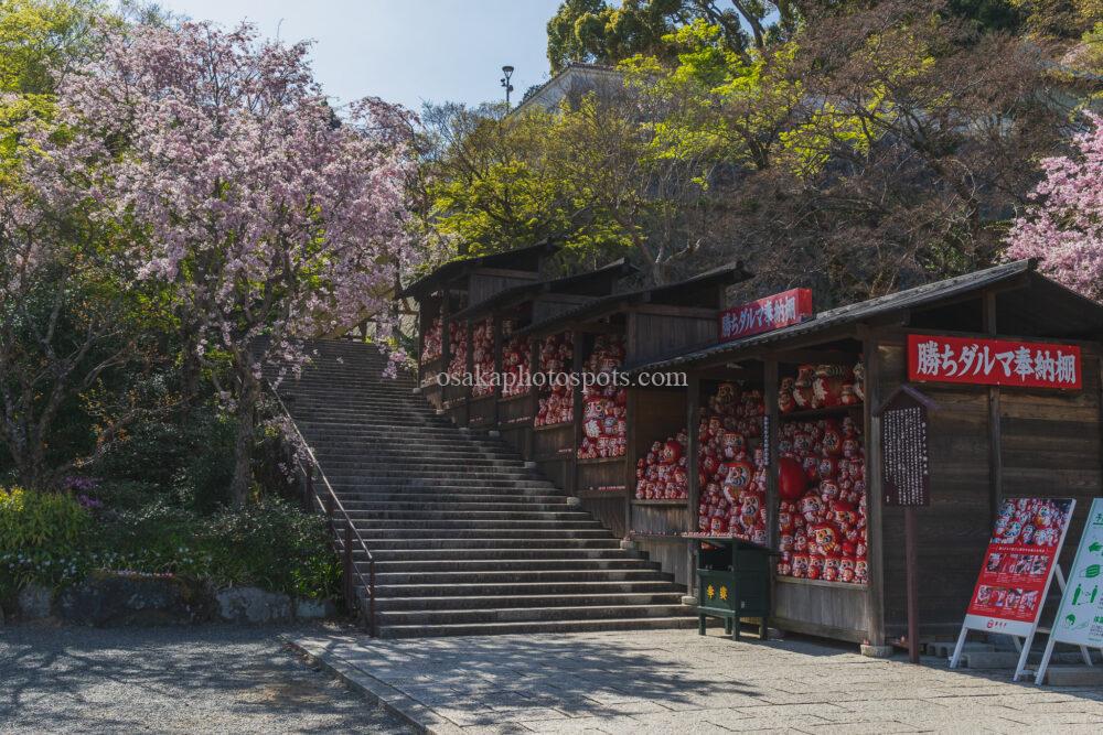 勝尾寺の桜