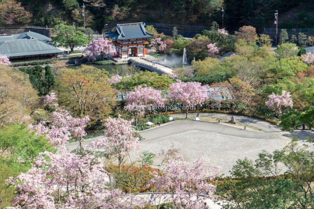 勝尾寺の桜