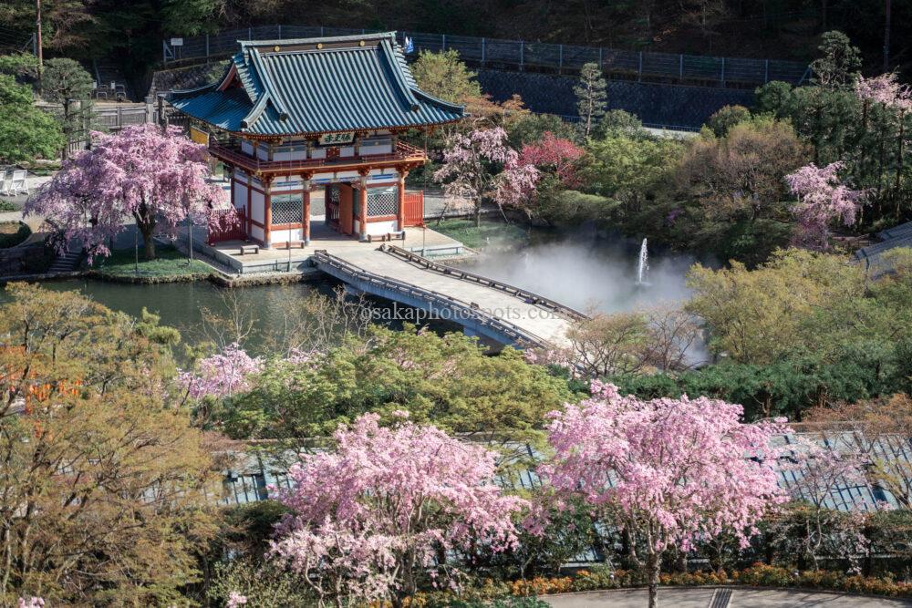 勝尾寺の桜