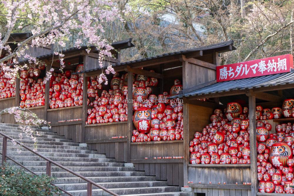 勝尾寺の桜