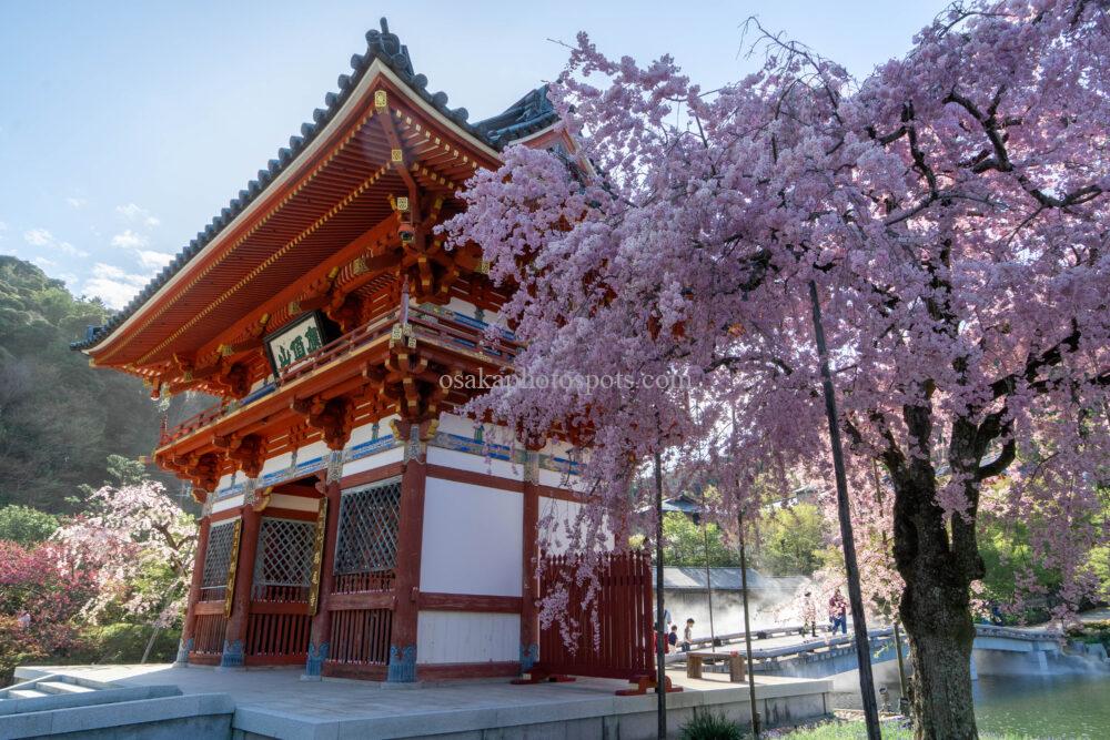 勝尾寺の桜