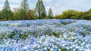 久宝寺緑地のネモフィラ｜八尾市・東大阪市・大阪市