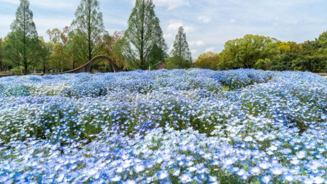 久宝寺緑地のネモフィラ