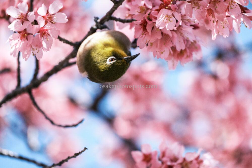 花博記念公園鶴見緑地の桜