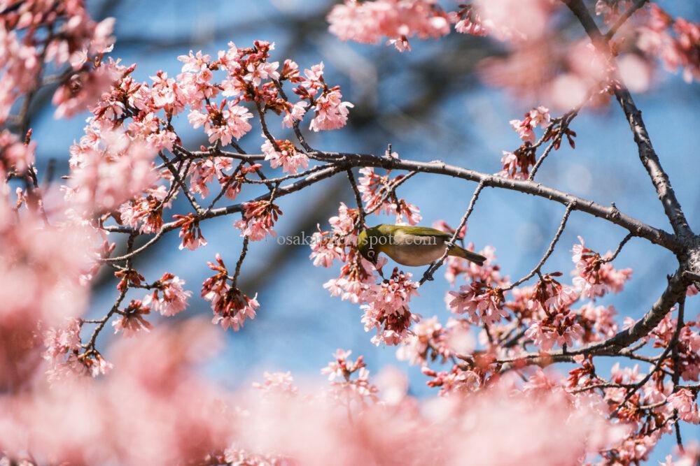 花博記念公園鶴見緑地の桜