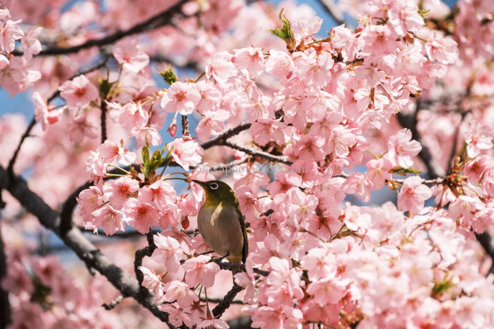 花博記念公園鶴見緑地の桜