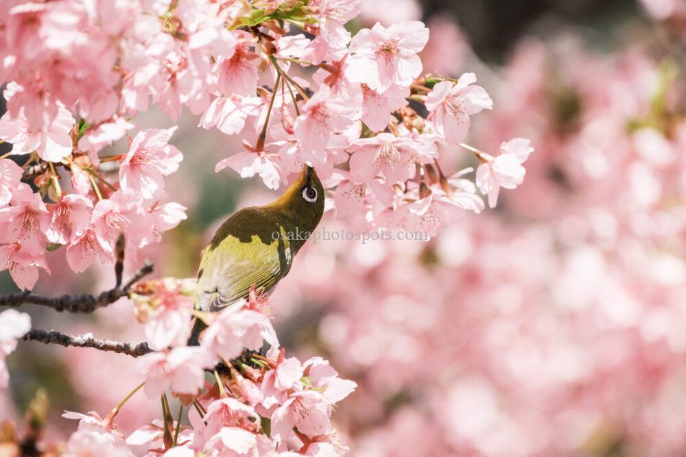 花博記念公園鶴見緑地の桜